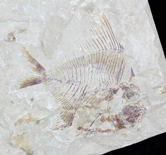 Elegant Apichthys Fossil Fish - Lebanon #24055